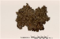 藏品(島衣屬)的圖片